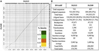 Genomic and transcriptomic analyses of Phytophthora cinnamomi reveal complex genome architecture, expansion of pathogenicity factors, and host-dependent gene expression profiles